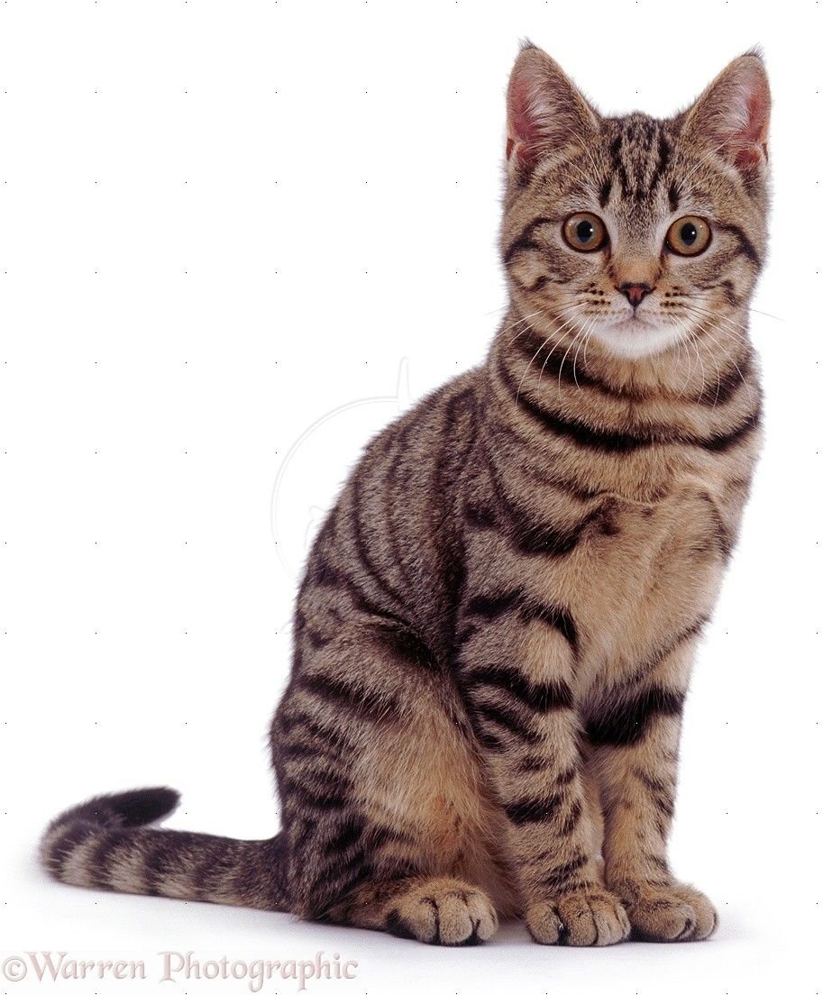 Кошка вид сбоку
