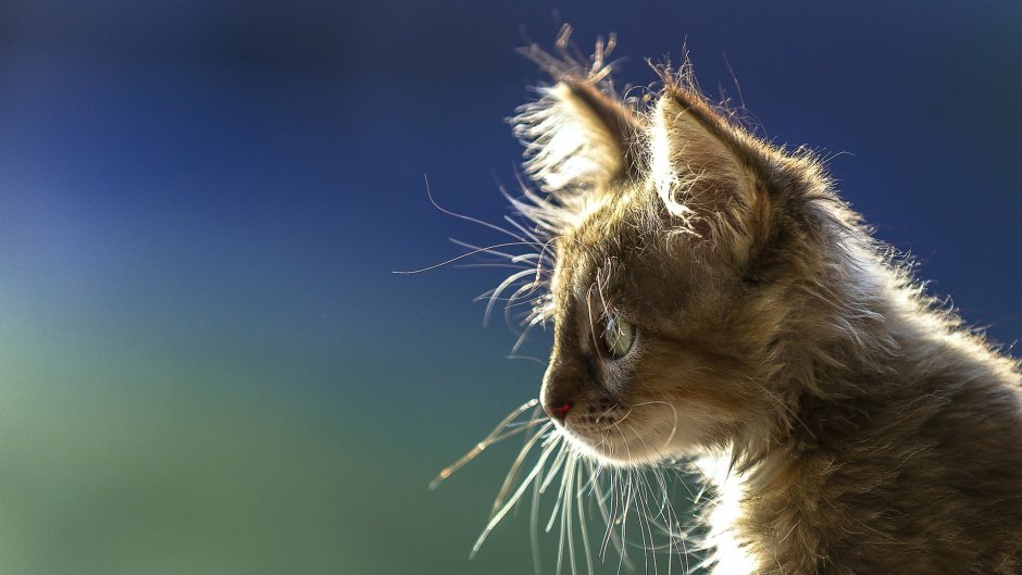 Морда котенка в профиль