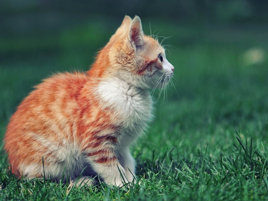 Рыжий котёнок