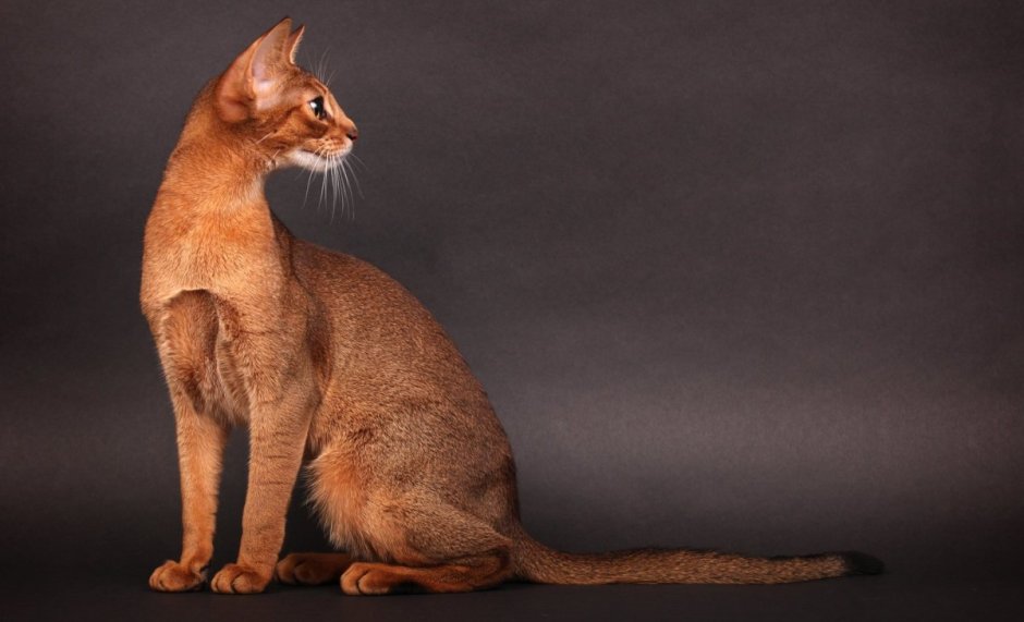 Абиссинская кошка серая