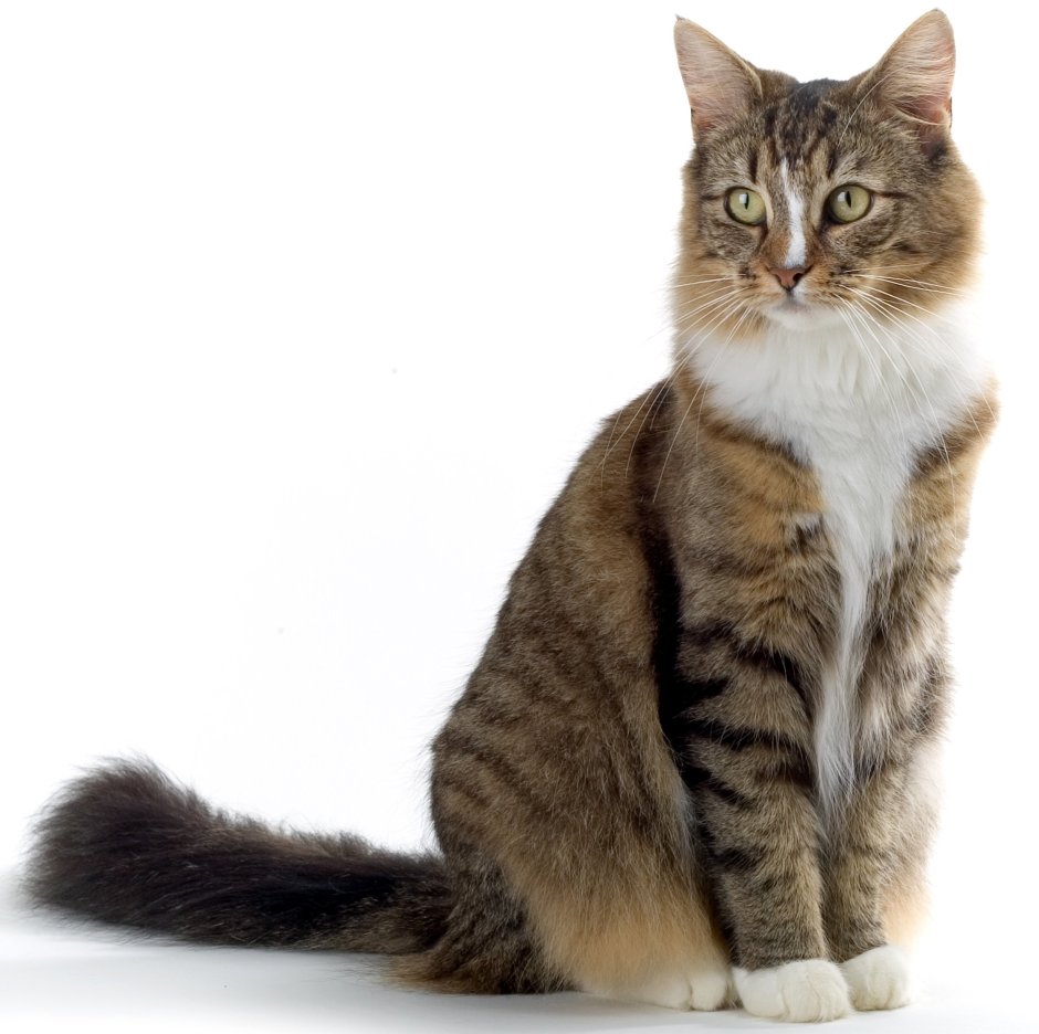 Кошка в полный рост