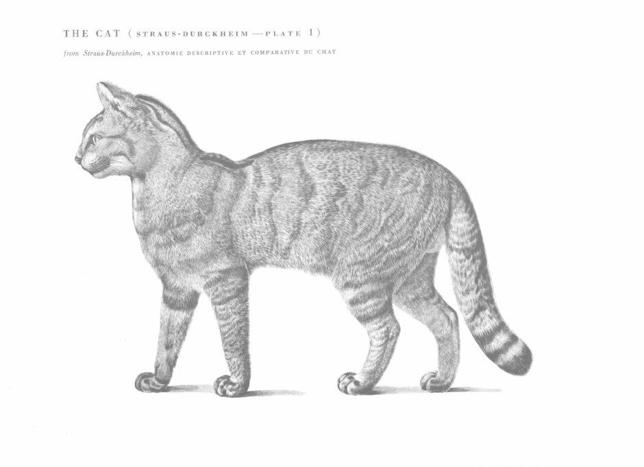 Кошка вид спереди и сбоку