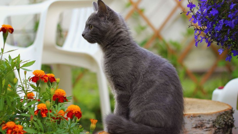 Сидячий кот