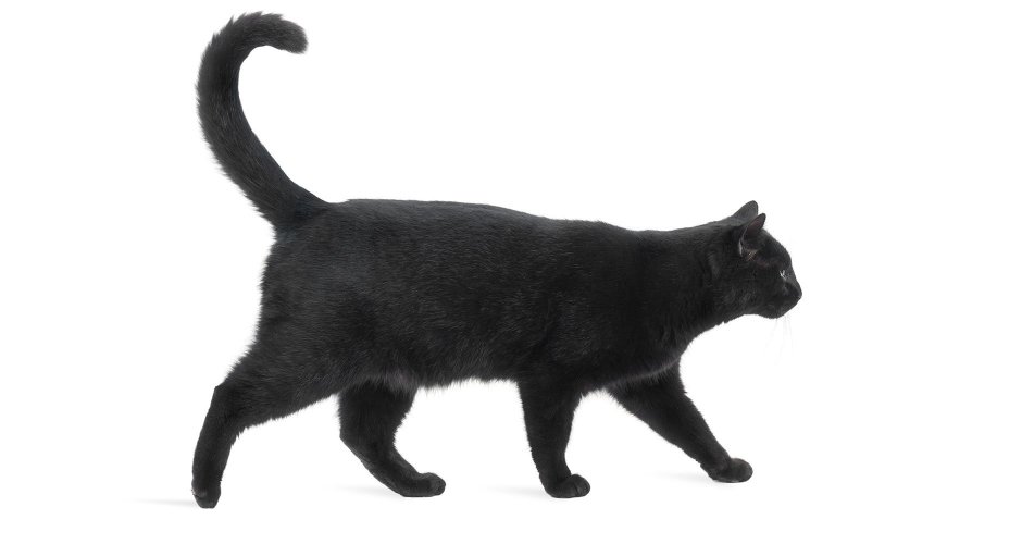 Черный кот сбоку