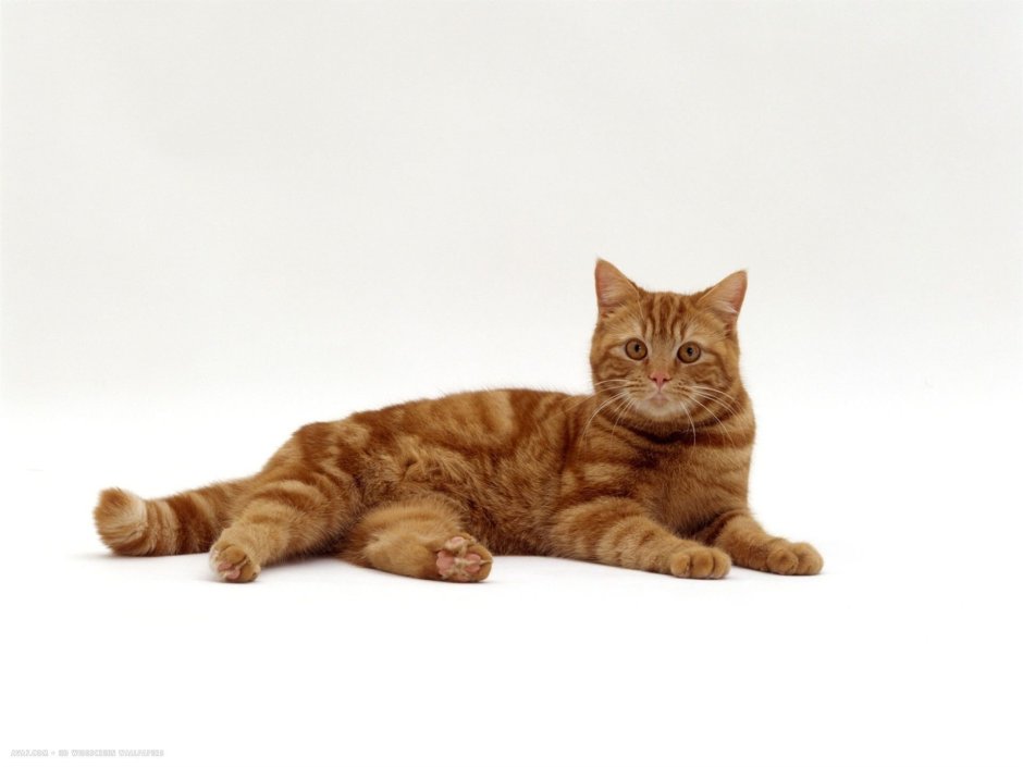 Рыжий кот лежит на белом фоне