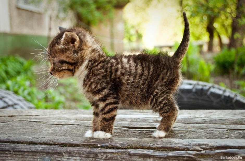 Котенок сбоку