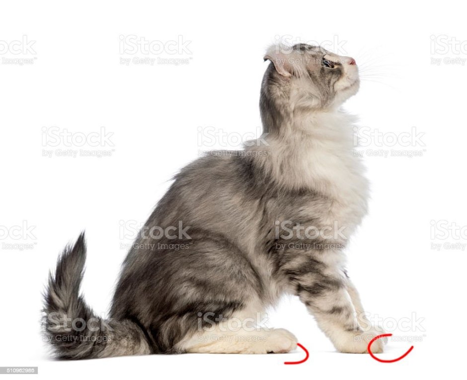 Котенок боком