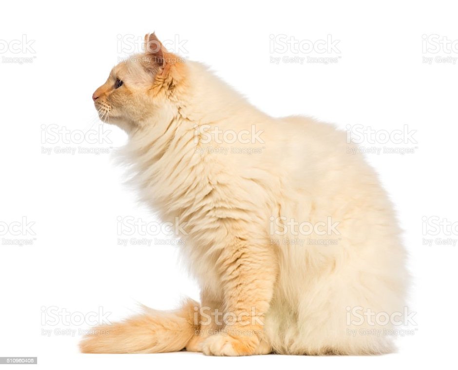 Кот сидит боком