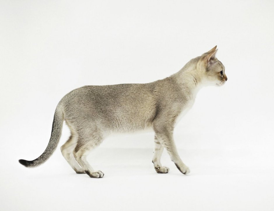 Кот вид с боку