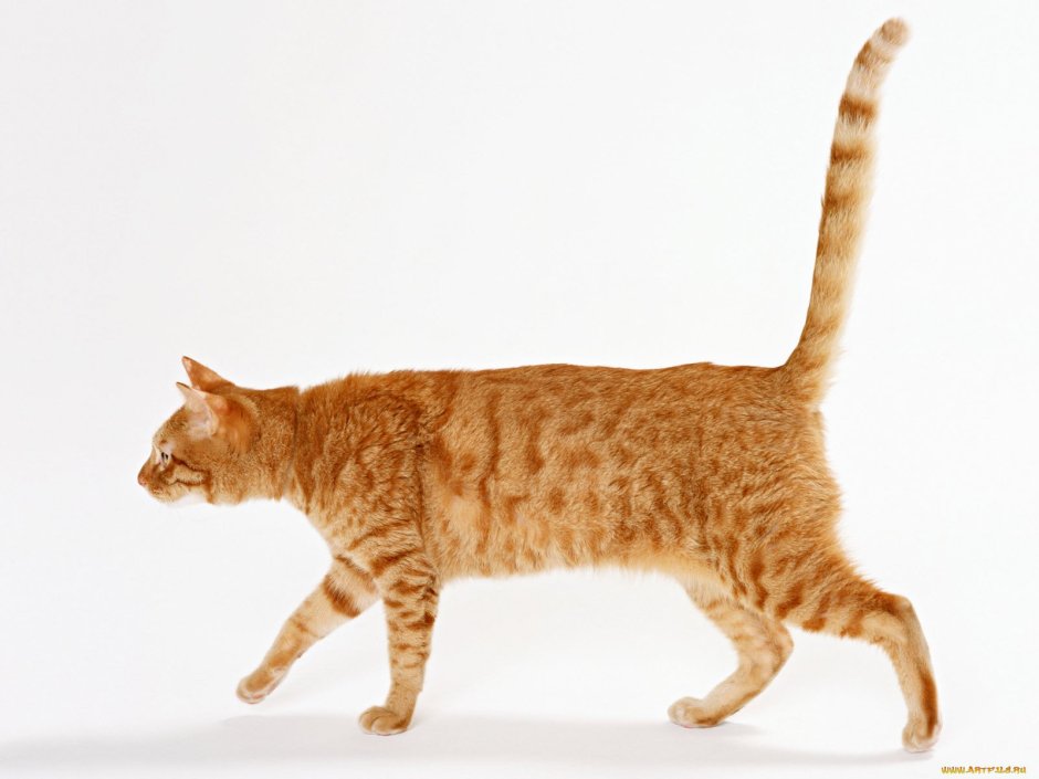 Кот идет вид сбоку