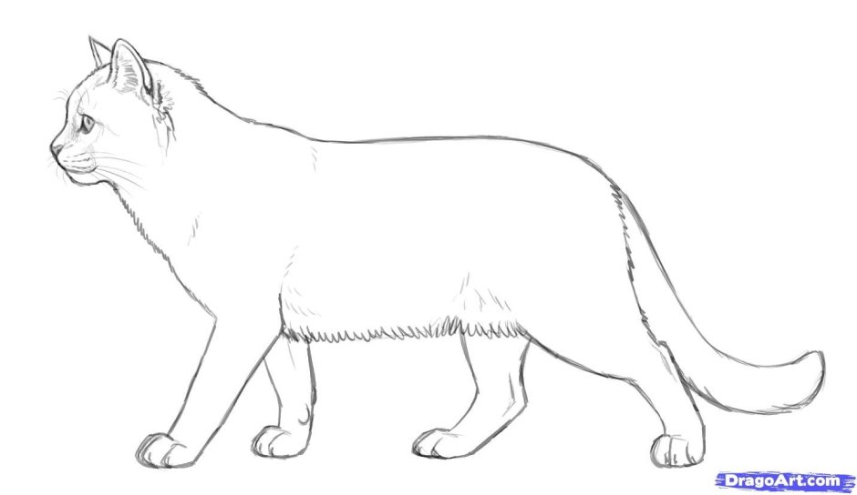 Кот сбоку для рисования