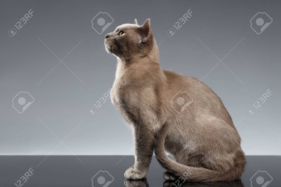 Кошка сидит в профиль