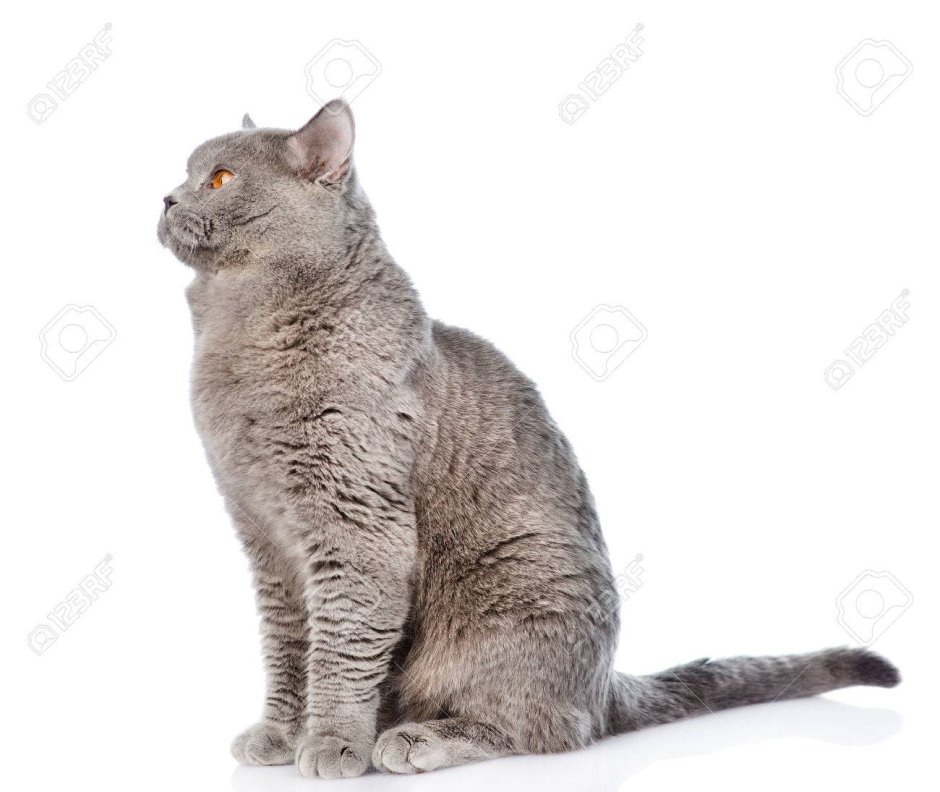Кот сидит вид сбоку