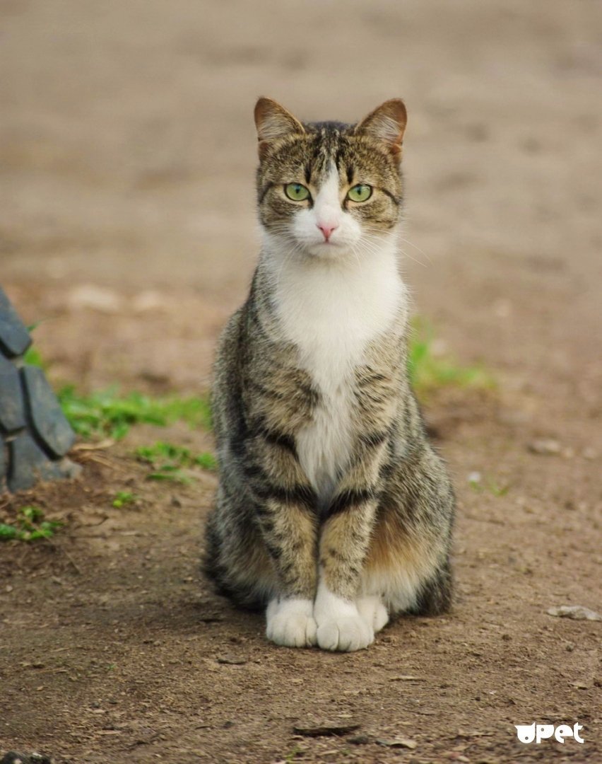 Палевая кошка