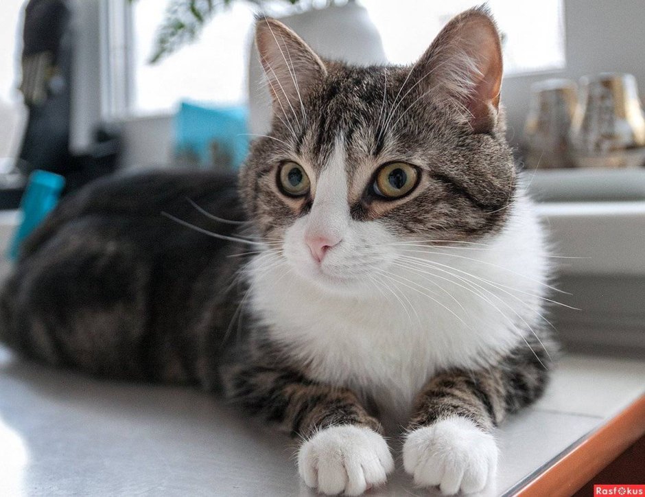 Шикарный кот