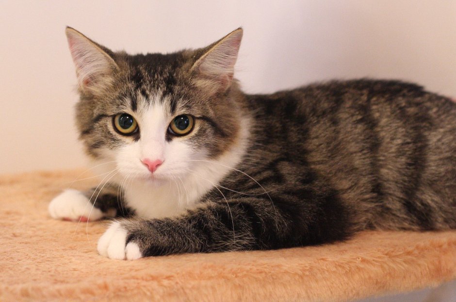 Кошка дворняжка беспородная