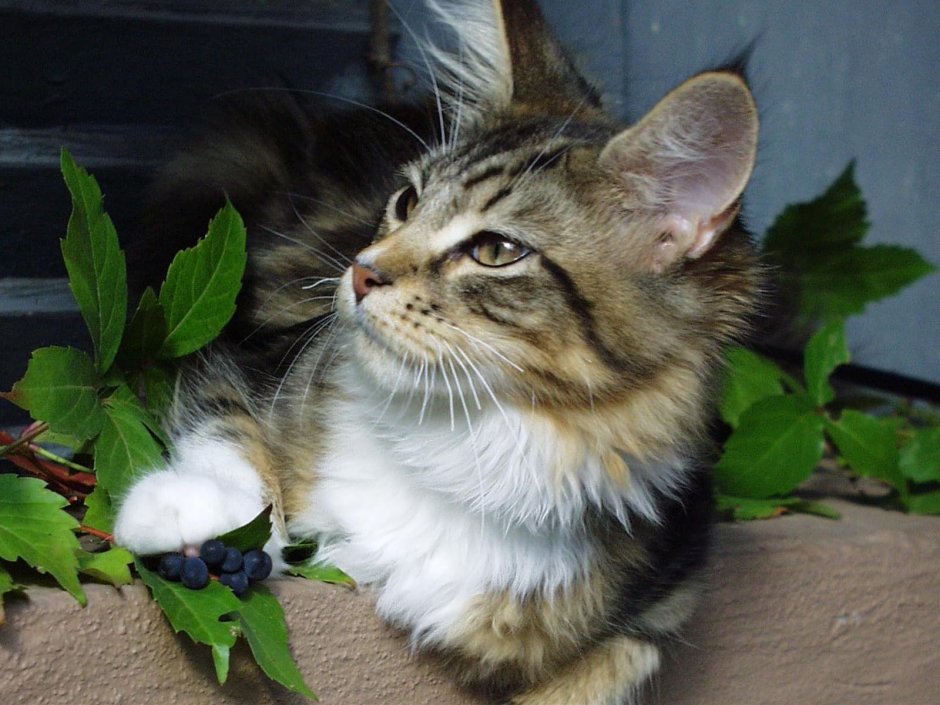 Беспородные кошки дворняги