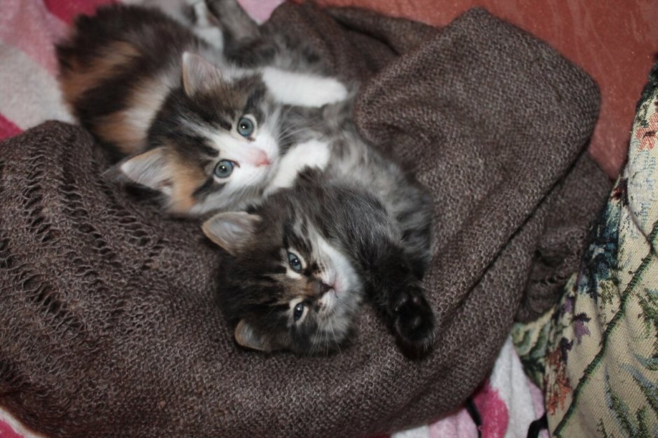 Кошка черепахового окраса беспородная