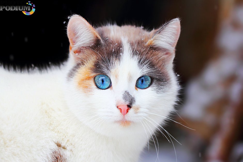 Беспородный рыжий кот