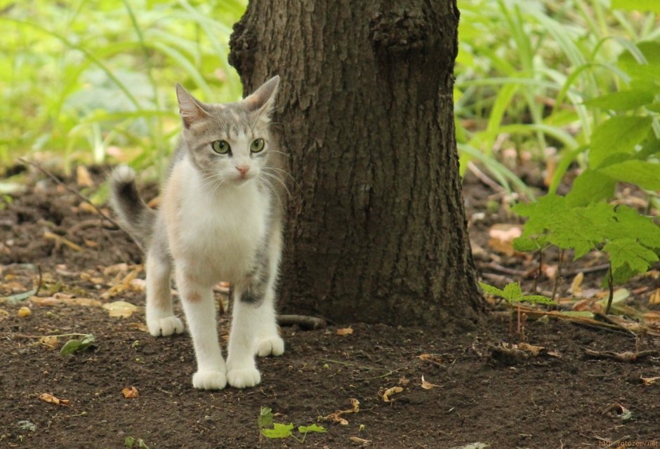 Серо белая кошка