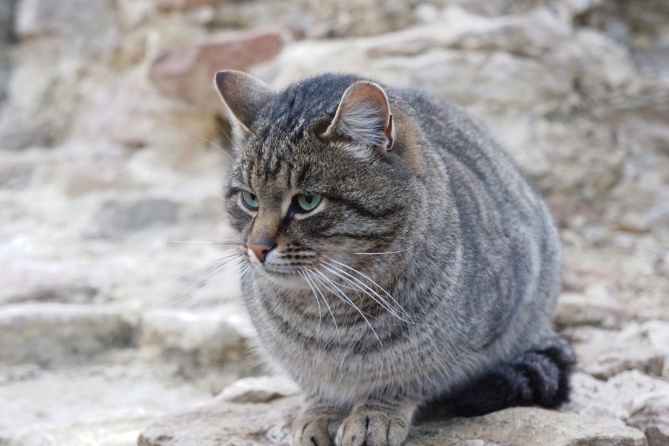 Кошка дворняжка беспородная