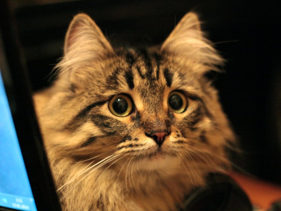 Порода кошек двортерьер