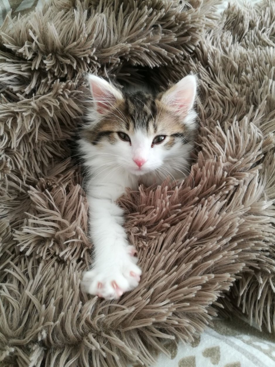 Коты дворняги