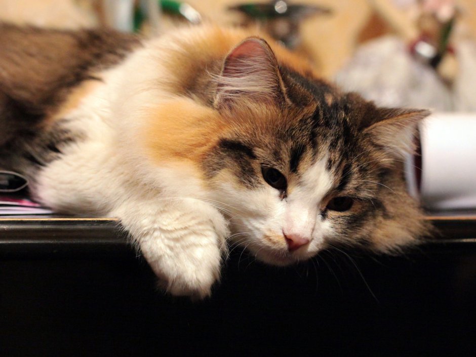 Беспородные кошки