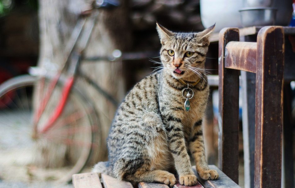 Кот дворняга