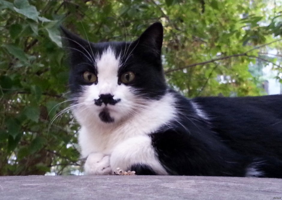 Кот полосатый дворняжка