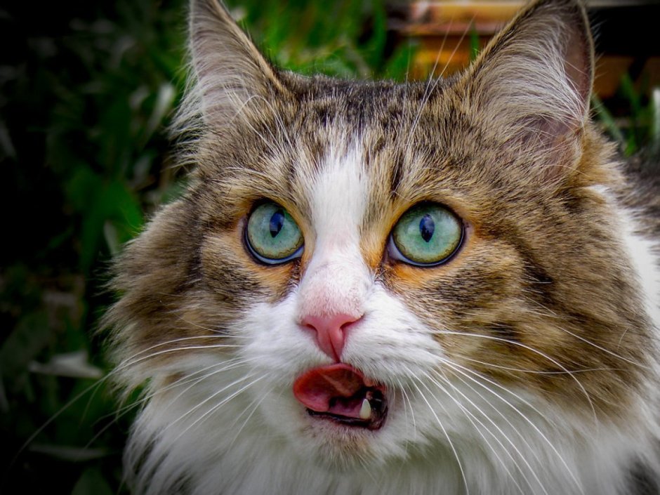 Беспородные кошки