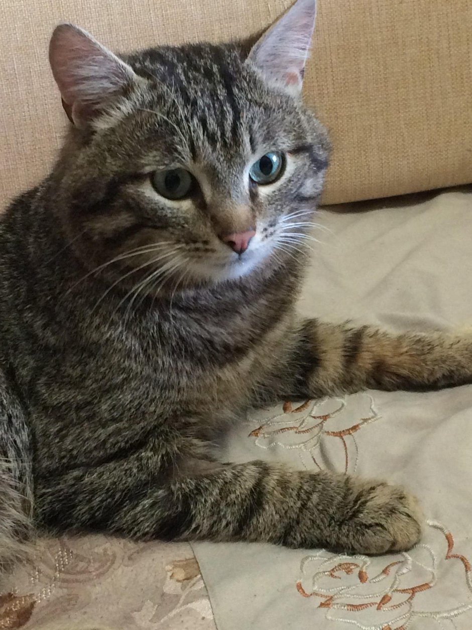 Кошка дворняжка беспородная