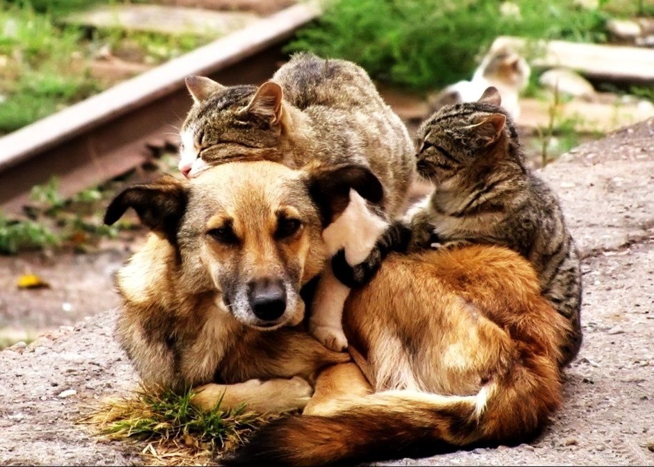 Печальные животные