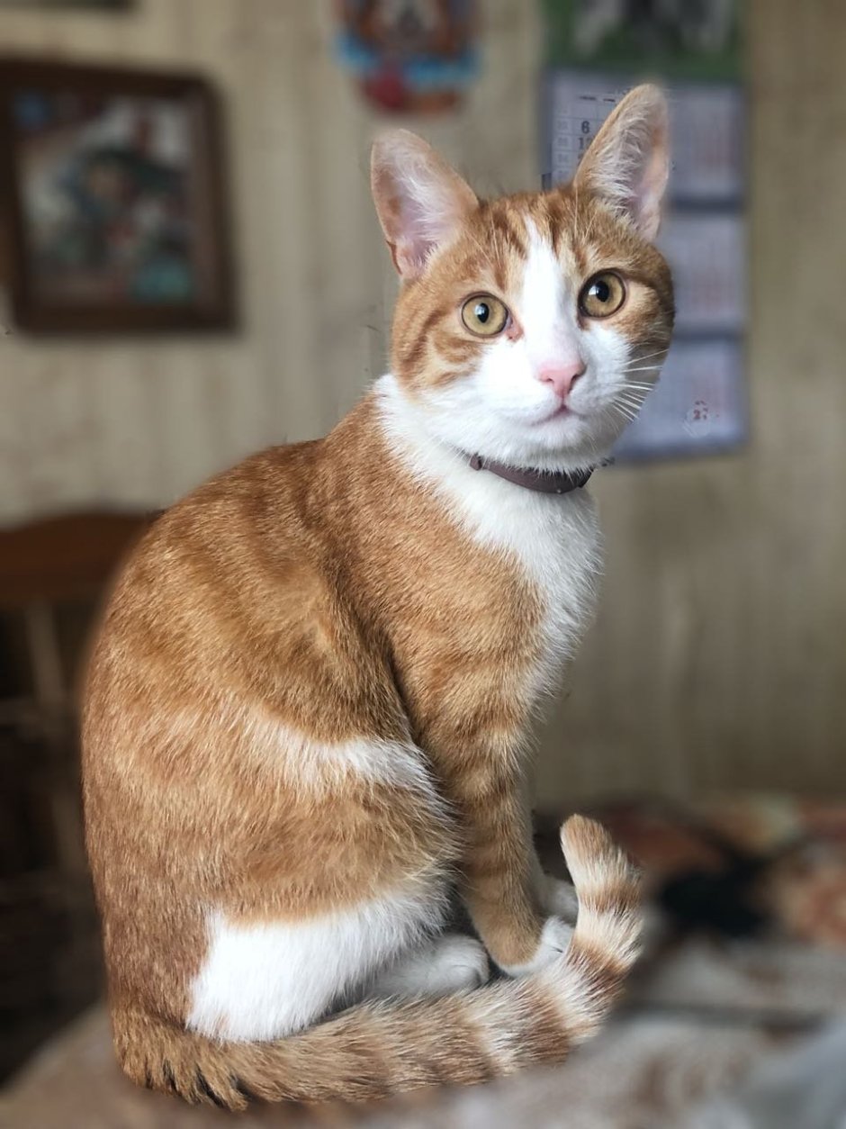 Беспородистые котята