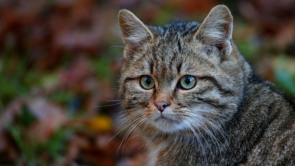 Серая кошка беспородная