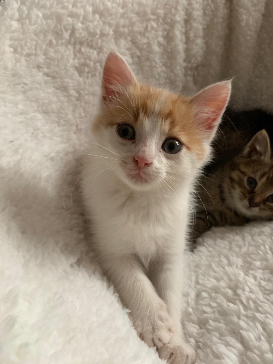 Порода кошек Дворный