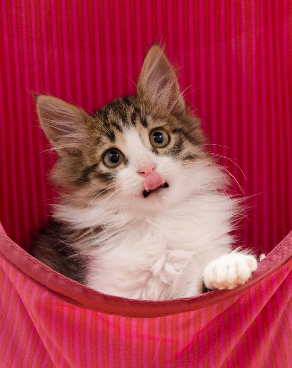 Серая полосатая кошка беспородная