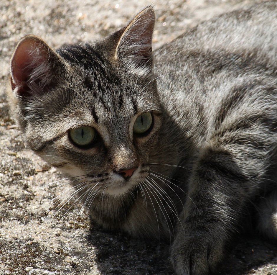 Спят дворовые коты