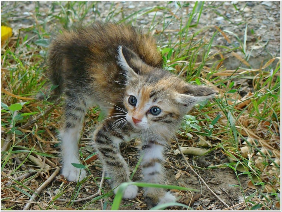 Полосатый кот табби