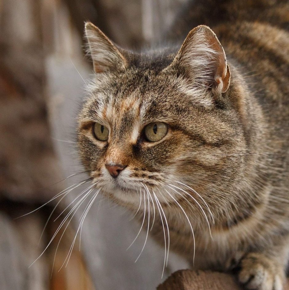 Полосатый кот беспородный