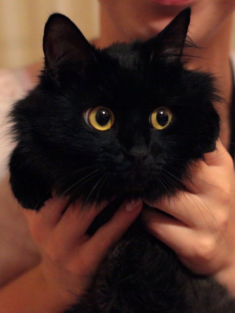 Беспородные кошки дворняги