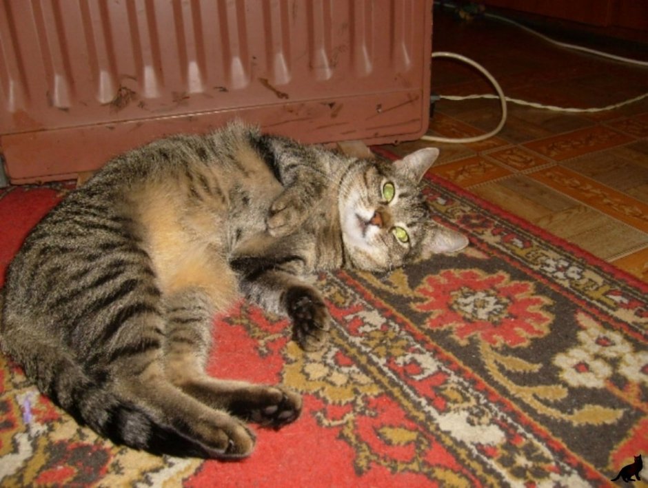 Домашняя беспородная кошка