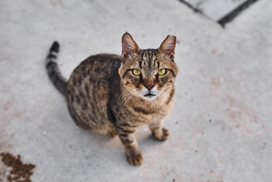 Котята дворняжки