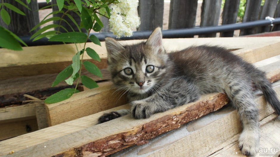 Кошка дворняжка полосатая