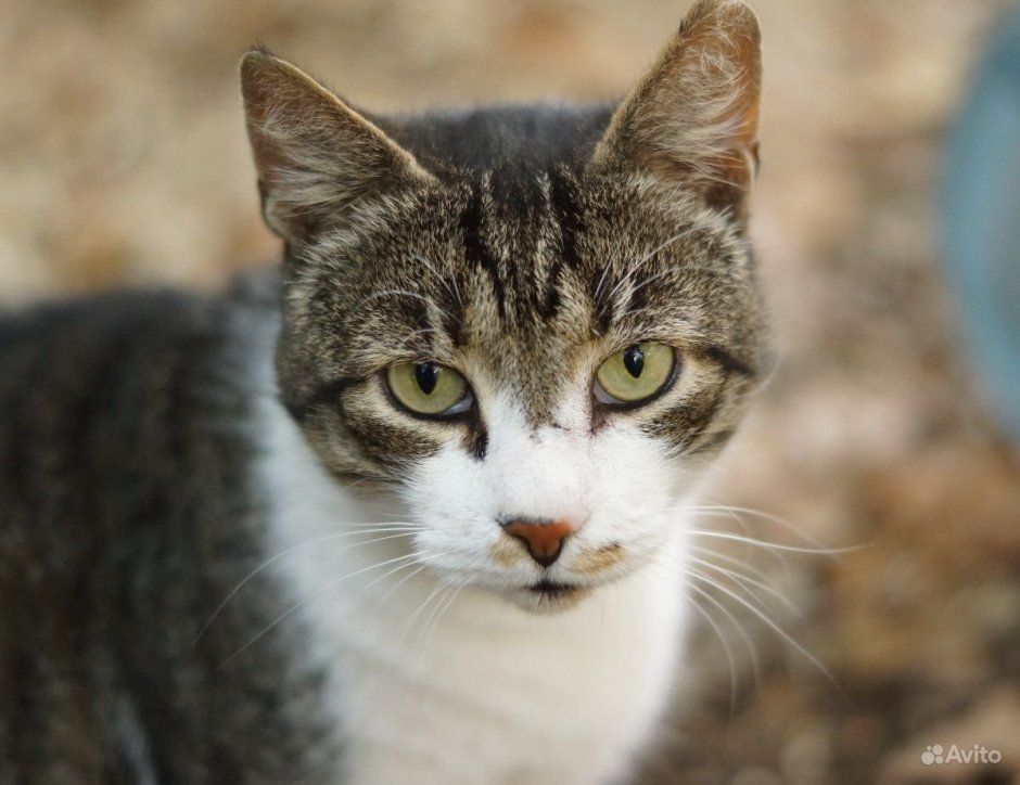 Серая полосатая кошка беспородная