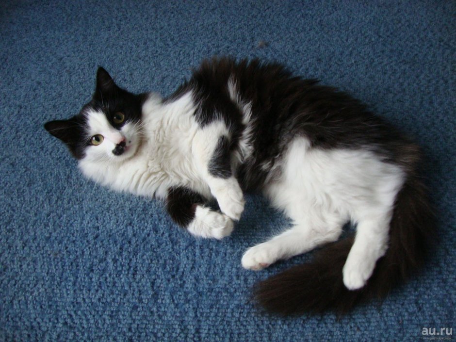 Коты картинки