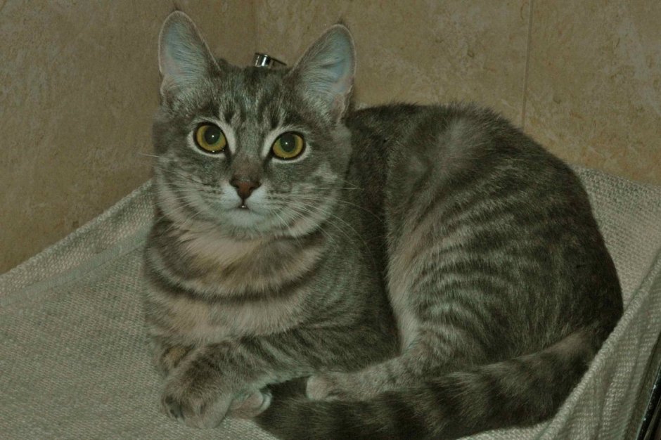 Табби макрель тигровый