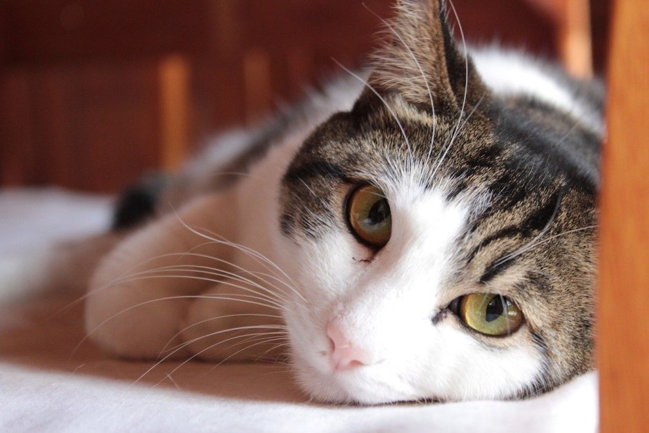 Порода кошек двортерьер