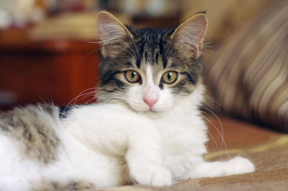 Беспородные кошки