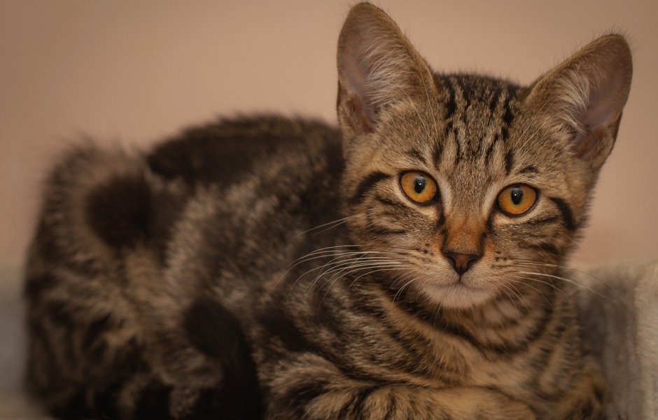 Кошки маленькие